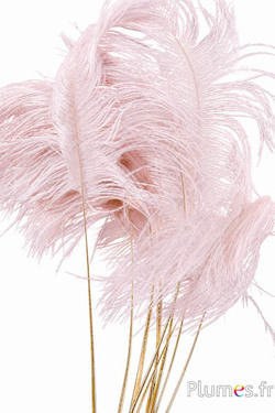 Panicule struzzo calamo dorato - 30-40 cm - beige rosato